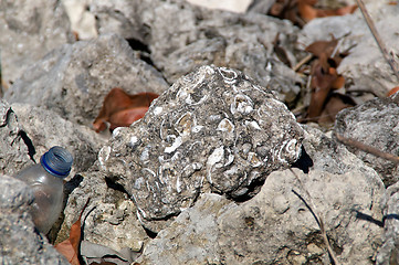 Image showing rock with fossilized shells