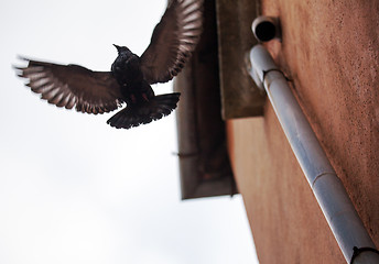 Image showing Bird with wide wing spread flying near the building