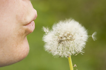 Image showing dandelion