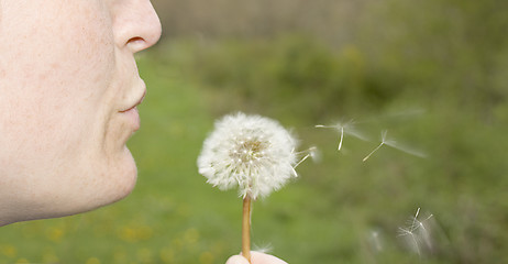 Image showing dandelion