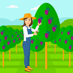 Image showing Farmer collecting grapes.