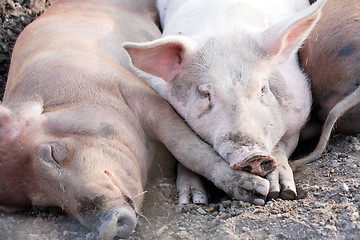 Image showing pigs