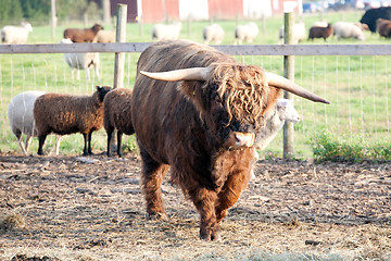 Image showing furry bull