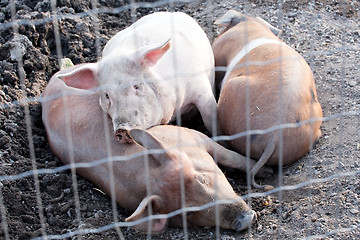 Image showing pigs