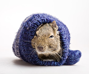 Image showing hamster in mitten