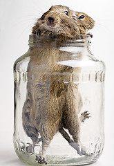 Image showing two hamsters in jar