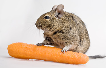 Image showing hamster with carrot