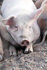 Image showing pig