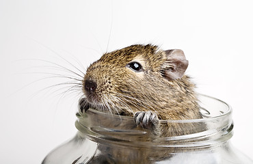 Image showing hamster in jar