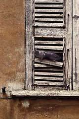 Image showing window and pigeons 