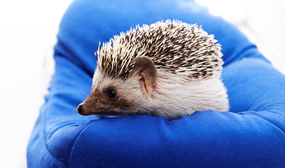 Image showing Cute hedgehog