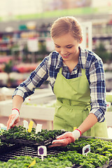 Image showing happy woman taking care of seedling in greenhouse