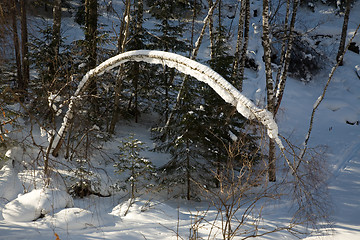 Image showing Winter forest.