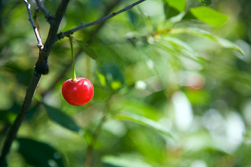 Image showing Cherry