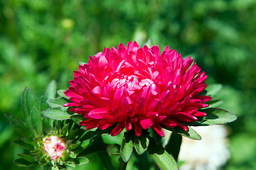 Image showing Aster