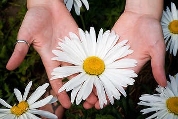 Image showing Big chamomile.