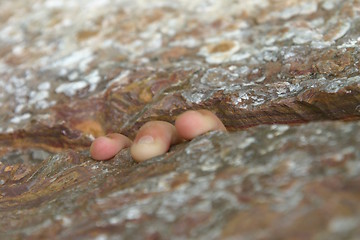 Image showing Climbing