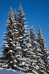 Image showing Fir trees.