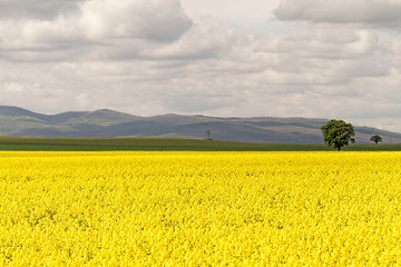 Image showing Colza field