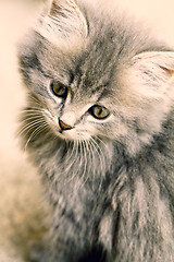 Image showing Beautiful grey kitten