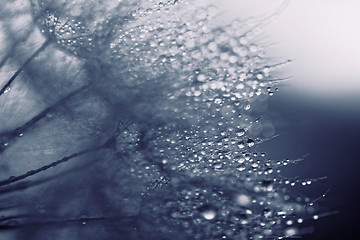 Image showing Plant seeds with water drops