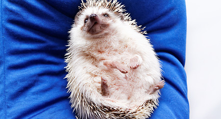 Image showing Cute hedgehog