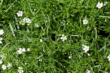 Image showing Sweet alyssum