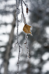 Image showing Winter abstract.