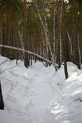 Image showing Winter forest.