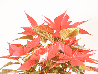 Image showing Retro looking Poinsettia Christmas star