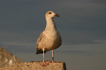 Image showing Sea-gull