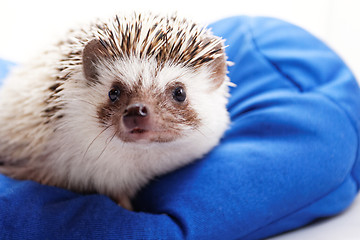 Image showing Cute hedgehog