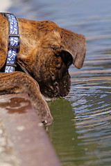 Image showing Boxer dog