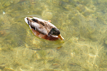 Image showing Mallard