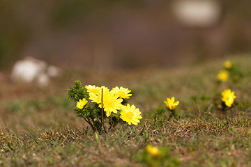 Image showing Yellow flower