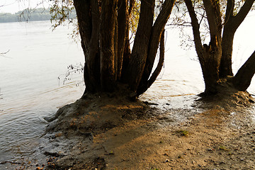 Image showing Trees on the coastline