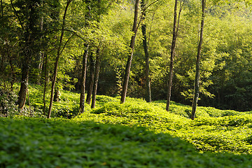 Image showing Green park