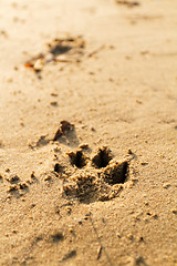 Image showing Animal foot print