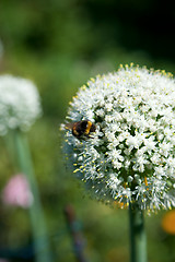 Image showing Bumblebee on the blossoming onion