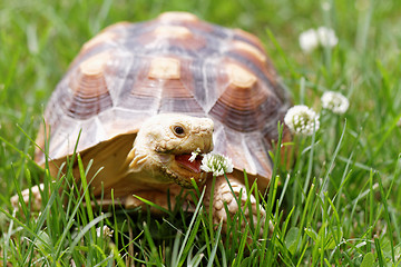 Image showing African Spurred Tortoise