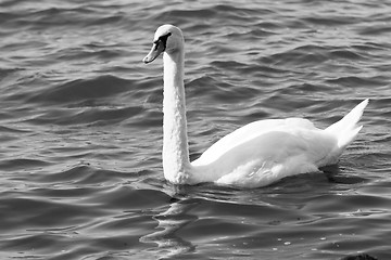 Image showing White swan