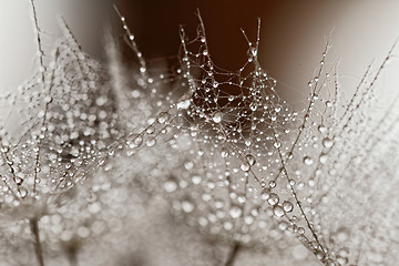 Image showing Plant seeds with water drops