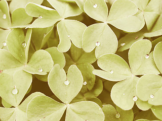 Image showing Retro looking Shamrock