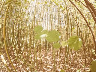 Image showing Retro looking Bamboo tree