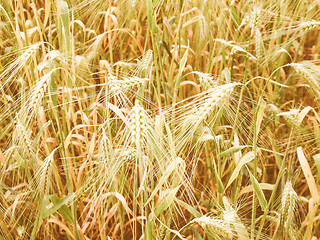 Image showing Retro looking Barleycorn field