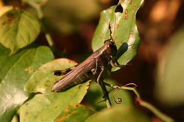 Image showing Grasshopper