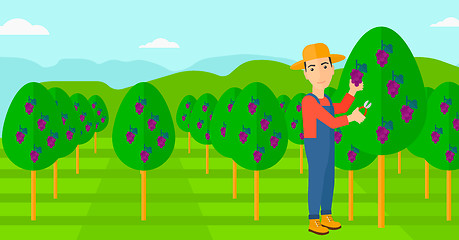 Image showing Farmer collecting grapes.