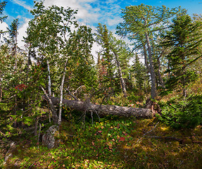 Image showing on the mountain in autumn day