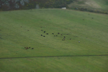 Image showing horses on green meadow