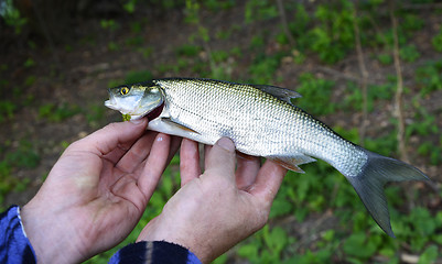 Image showing Asp (Aspius aspius) Fish in hand fisherman closeup